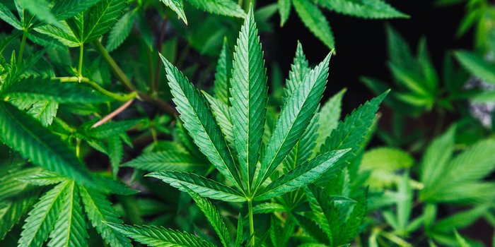 What To Consider When Picking the Right Cannabis Dispensary