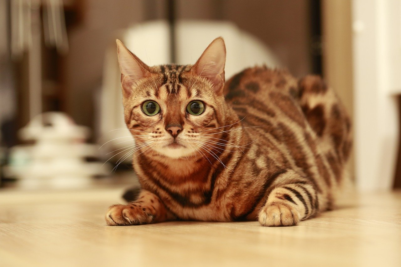 What You Need To Know Before Bringing Bengal Kittens Home?