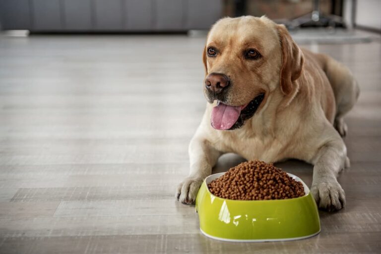 Learn The Right Food For Dogs Before Bringing New Pup Home