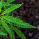 Medicinal Cannabis Consultation| Free, Online, & Easy