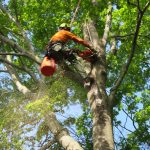 Why do you need to get professional tree trimming?