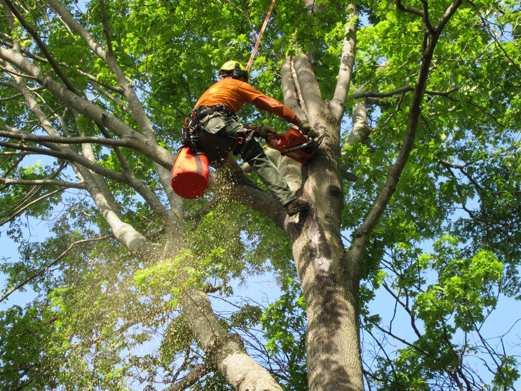 Why do you need to get professional tree trimming?